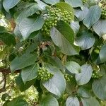 Ehretia macrophylla Habit