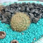 Rebutia minuscula Leaf
