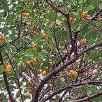 Prunus armeniaca Frukt