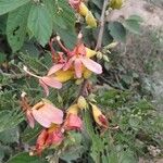 Helicteres isora Flor