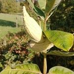 Asclepias syriaca Fruit