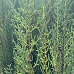 Arthrocnemum macrostachyum Likasa