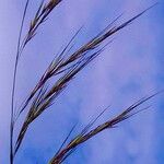 Aristida adscensionis Flower