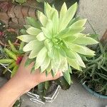 Dudleya edulis Yaprak