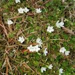 Saxifraga bronchialis Květ