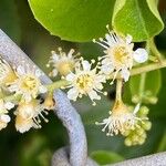 Prunus ilicifolia Floare