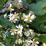 Montanoa hibiscifolia Floare