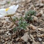 Ranunculus seguieri Hábito