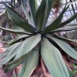 Agave guiengola Blad