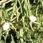 Juniperus scopulorum Fruto