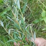 Salix rosmarinifolia പുറംതൊലി