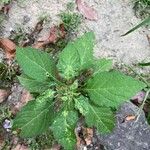 Solanum americanum Fuelha