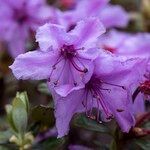 Rhododendron saluenense Kvet