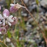 Silene vulgarisÕis