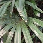 Rhapis excelsa Hostoa