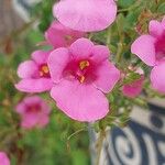 Diascia rigescens Květ