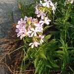 Saponaria officinalis Fula
