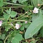 Tropaeolum ciliatum Kvet