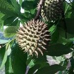 Annona purpurea Плод