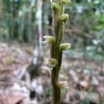 Hetaeria oblongifolia Cortiza