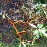 Arbutus menziesii Агульны выгляд