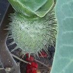 Datura innoxia Meyve