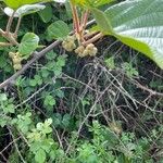 Actinidia chinensisFlower