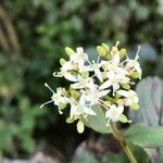 Cornus sanguinea Λουλούδι