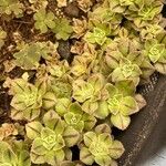 Aeonium leucoblepharum Hoja