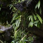 Hoya longifolia Hábito