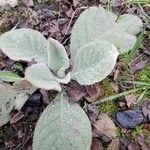 Verbascum thapsusBlad