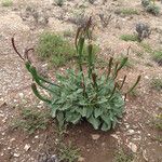 Eriogonum nudum Habitat