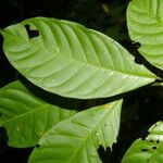 Coccoloba acuminata Leaf