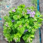 Ageratum houstonianumफूल