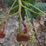 Anacardium humile Fruit