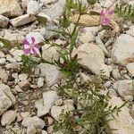 Silene conica Other
