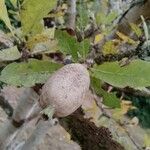 Gardenia ternifolia Fruit