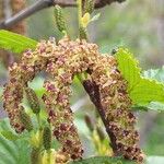 Alnus alnobetula Blüte