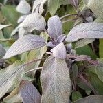 Salvia officinalis পাতা