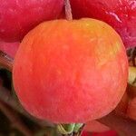 Malus baccata 果