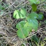 Toxicodendron rydbergii Leaf