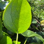 Stephania japonica Leaf