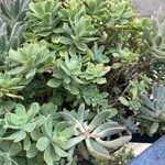 Sedum palmeri List