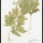 Selaginella parkeri Лист