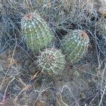 Echinocereus viridiflorus Habitatea