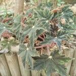 Begonia rex Folio