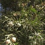 Podocarpus falcatus Natur