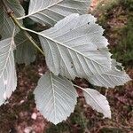 Sorbus latifolia Листок