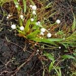 Eriocaulon aquaticum ശീലം