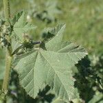 Malva multiflora برگ